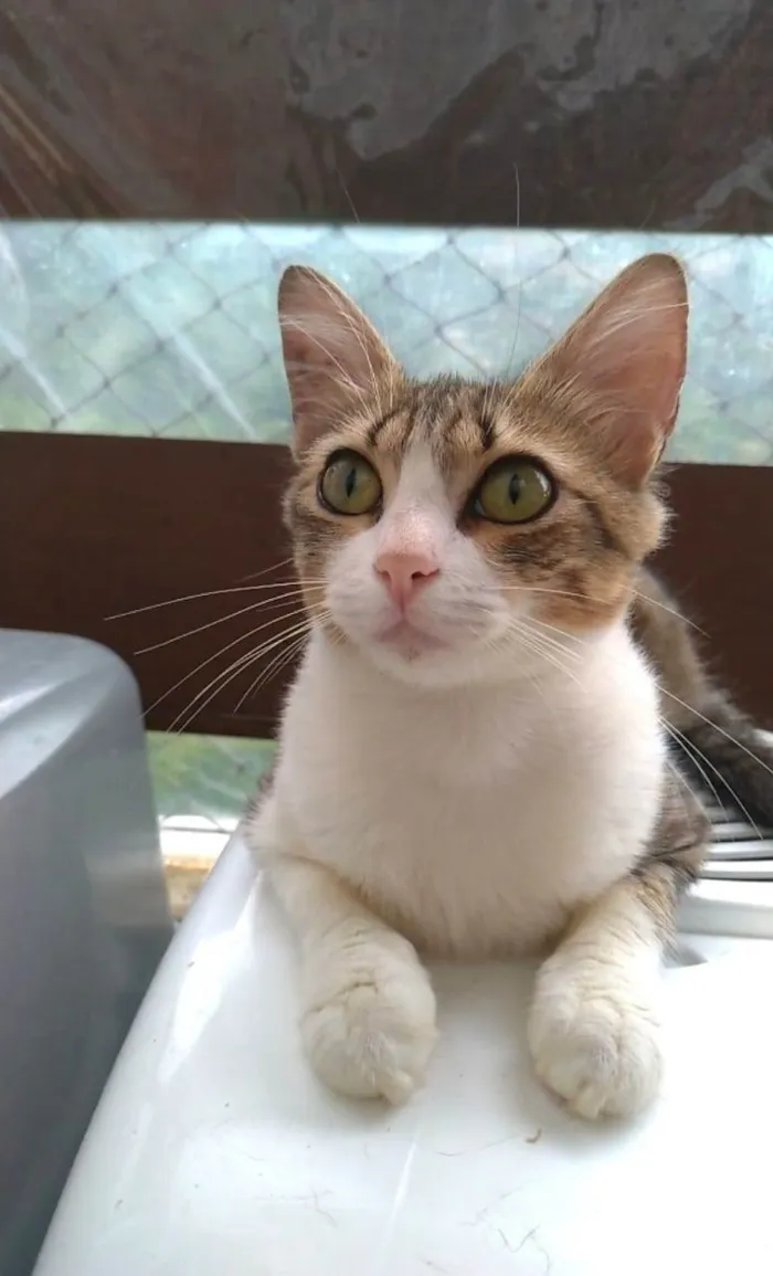Gato ra a srd idade 7 a 11 meses nome CHERRY