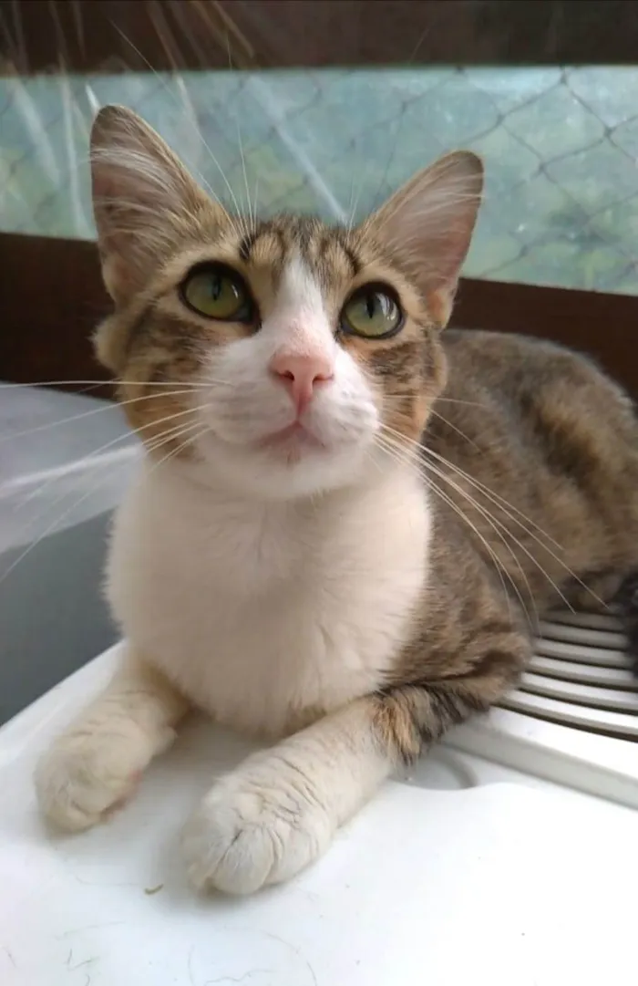 Gato ra a srd idade 7 a 11 meses nome CHERRY