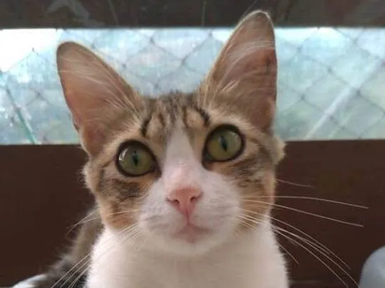 Gato ra a srd idade 7 a 11 meses nome CHERRY