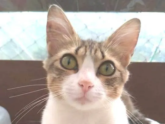Gato ra a srd idade 7 a 11 meses nome CHERRY
