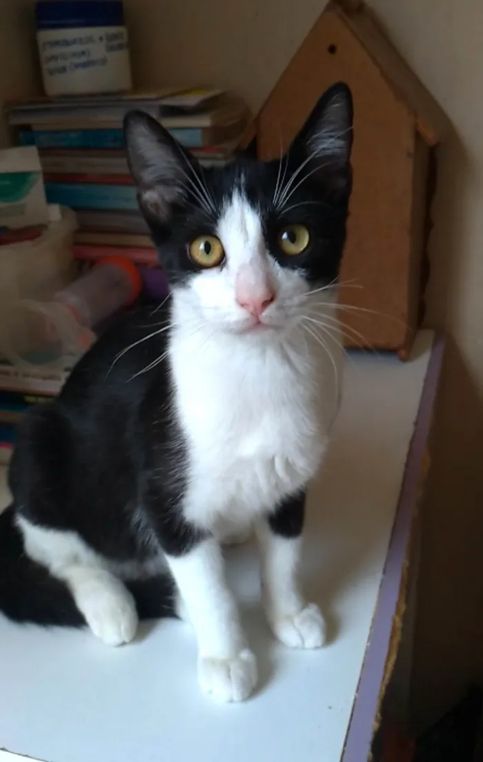 Gato ra a srd frajolinha  idade 2 a 6 meses nome ULLY