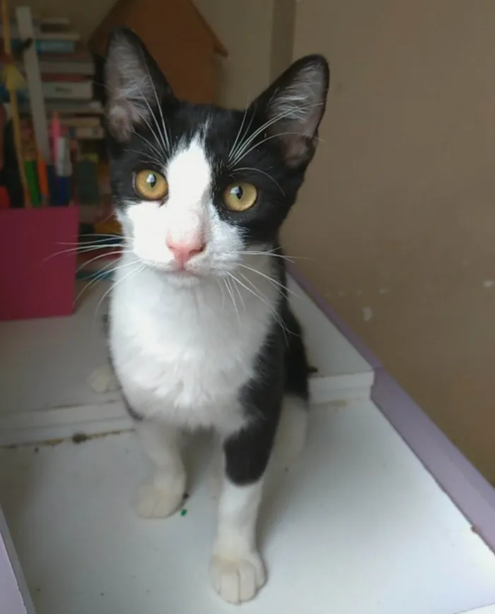 Gato ra a srd frajolinha  idade 2 a 6 meses nome ULLY