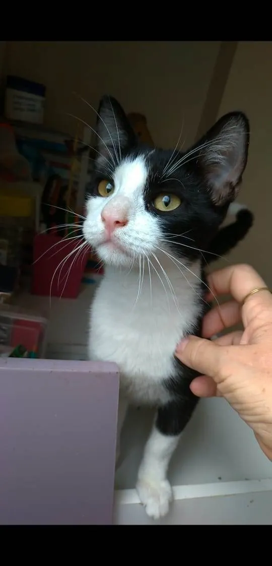 Gato ra a srd frajolinha  idade 2 a 6 meses nome ULLY
