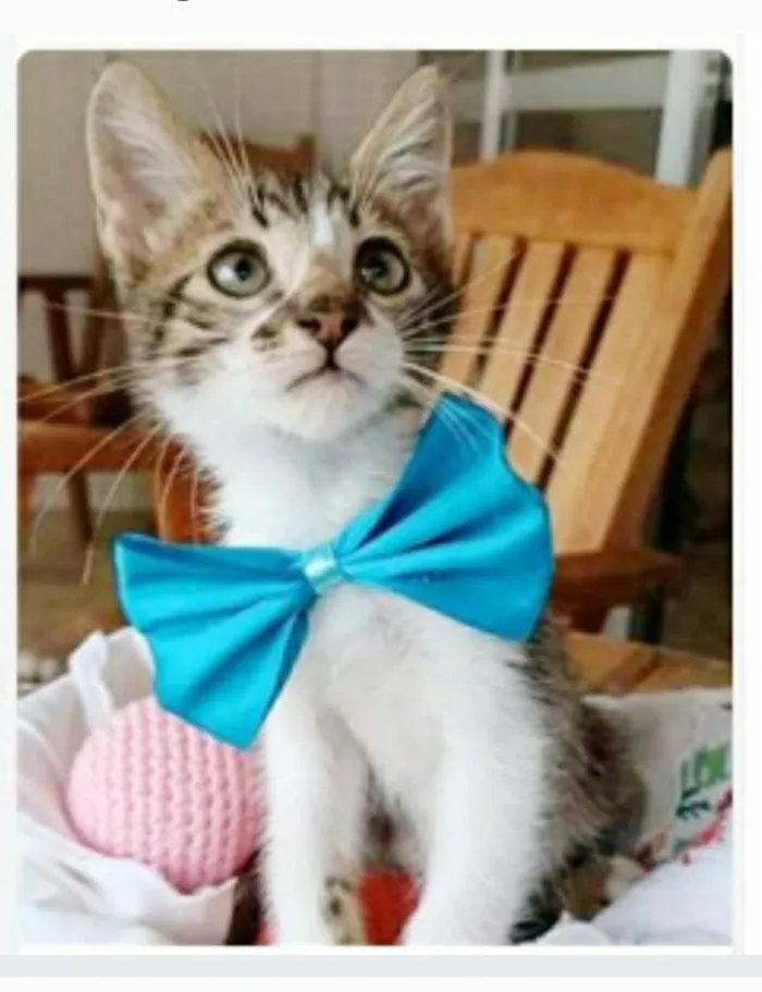 Gato ra a srd  idade 2 a 6 meses nome FÉLIX 