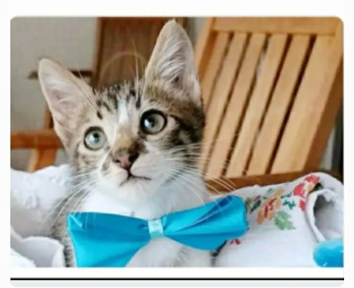 Gato ra a srd  idade 2 a 6 meses nome FÉLIX 