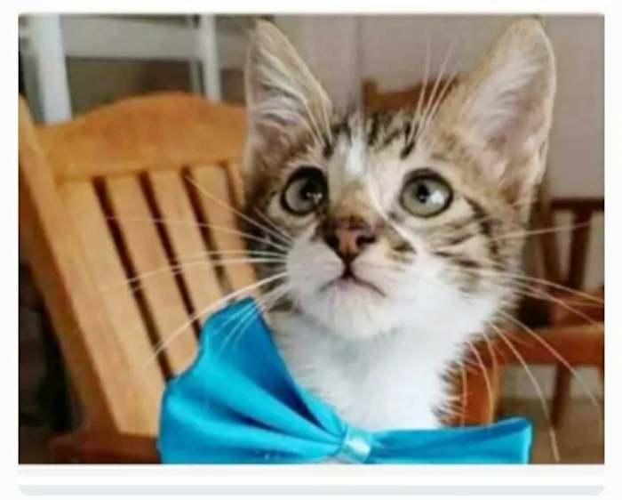 Gato ra a srd  idade 2 a 6 meses nome FÉLIX 