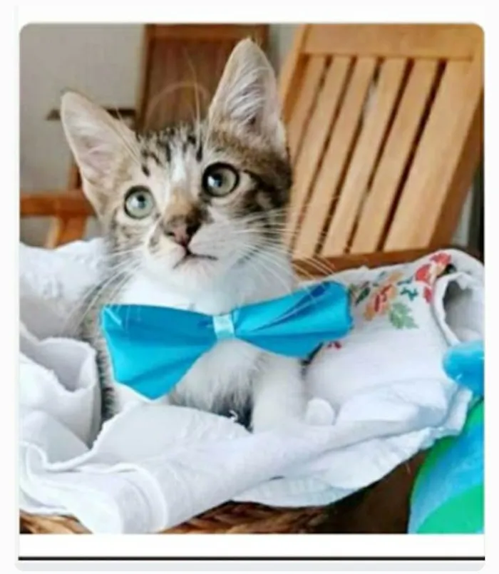 Gato ra a srd  idade 2 a 6 meses nome FÉLIX 