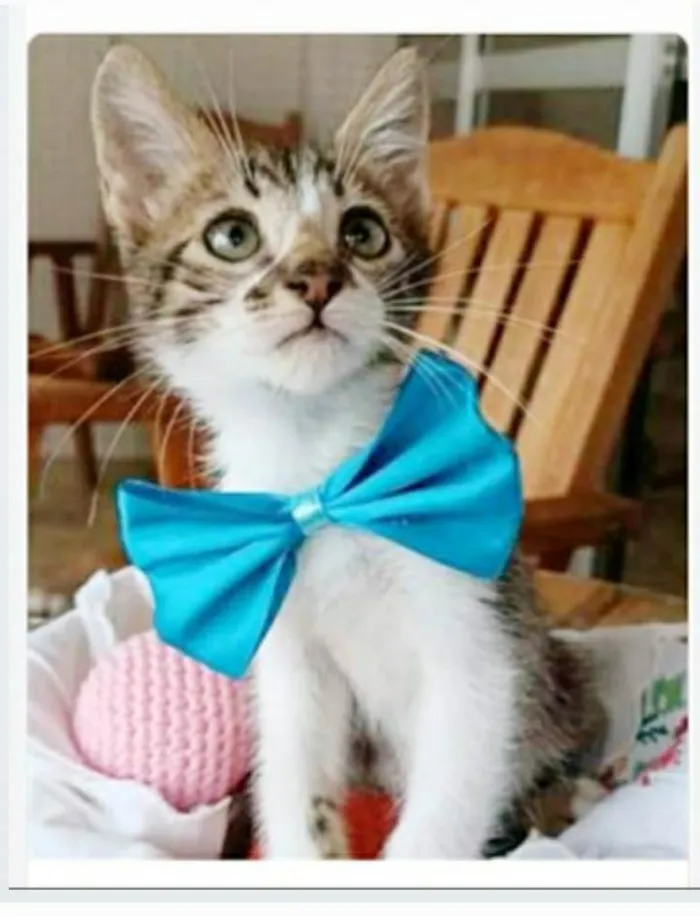 Gato ra a srd  idade 2 a 6 meses nome FÉLIX 