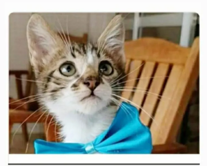 Gato ra a srd  idade 2 a 6 meses nome FÉLIX 