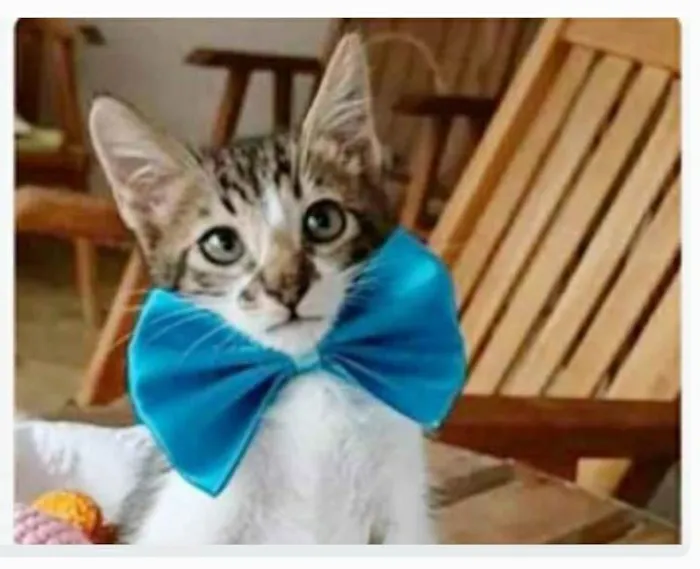 Gato ra a srd  idade 2 a 6 meses nome FÉLIX 