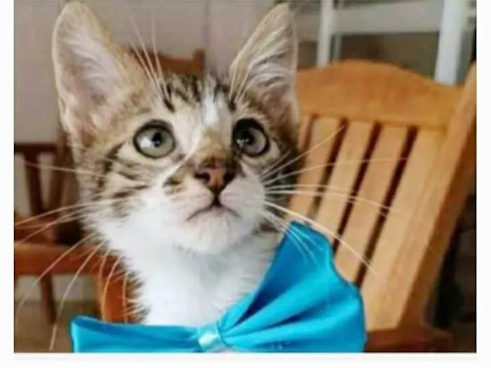 Gato ra a srd  idade 2 a 6 meses nome FÉLIX 