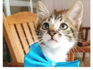 Gato raça srd  idade 2 a 6 meses nome FÉLIX 