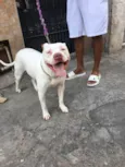 Cachorro raça Pit-Bull idade 3 anos nome Pandora 