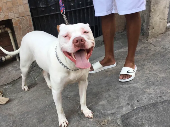 Cachorro raça Pit-Bull idade 3 anos nome Pandora 