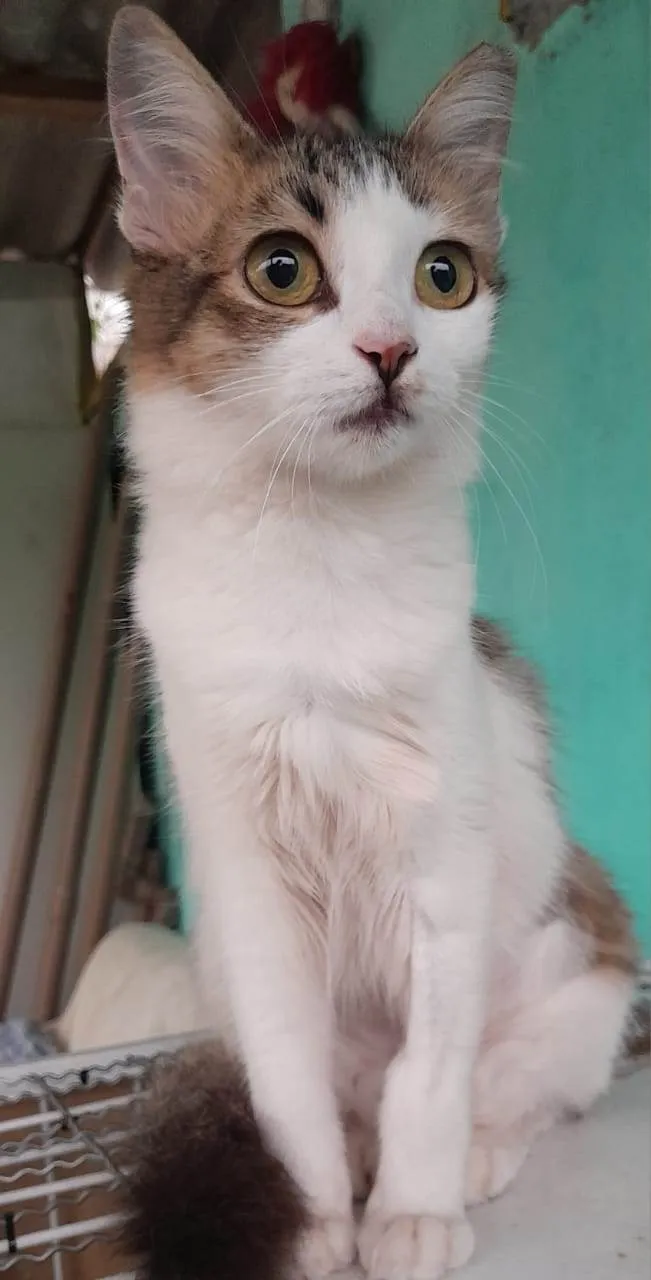 Gato raça SRD-ViraLata idade 2 a 6 meses nome Dalila