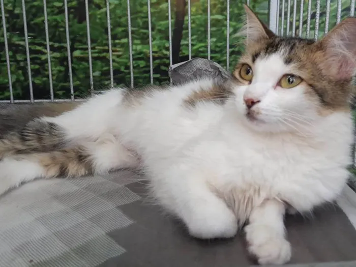 Gato raça SRD-ViraLata idade 2 a 6 meses nome Dalila