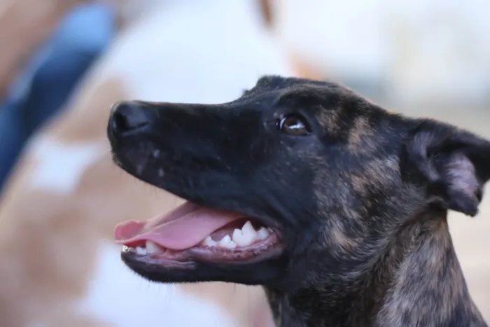 Cachorro raça SRD-ViraLata idade 2 a 6 meses nome Matilda 