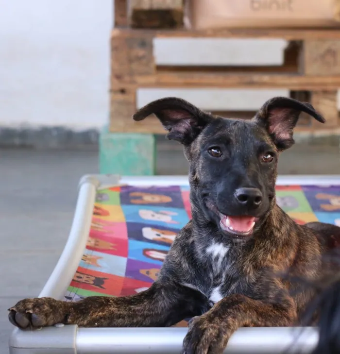 Cachorro raça SRD-ViraLata idade 2 a 6 meses nome Matilda 