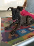 Cachorro raça SRD-ViraLata idade 2 a 6 meses nome Matilda 