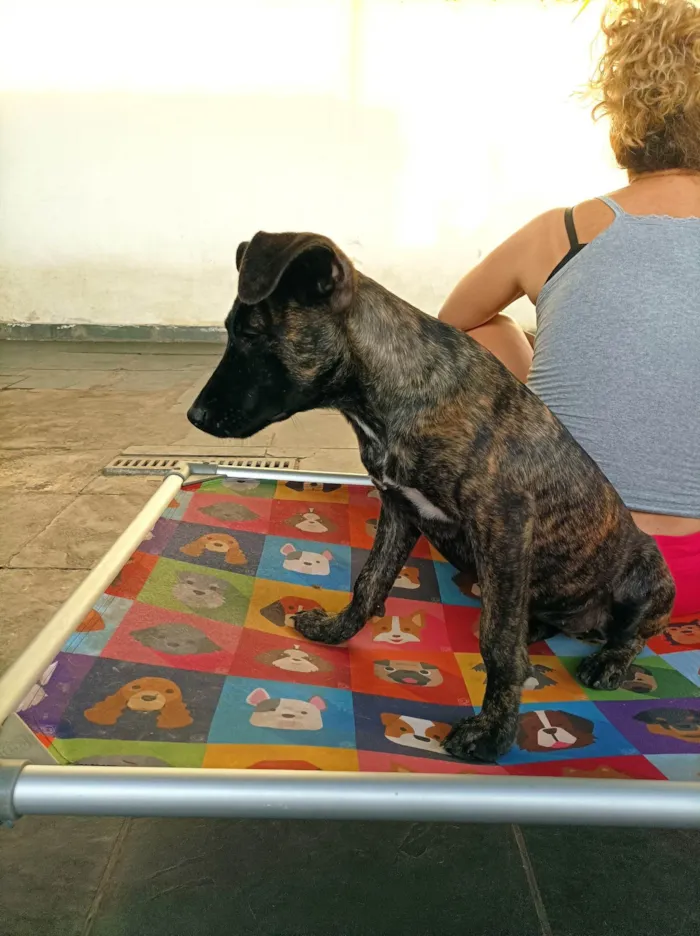 Cachorro raça SRD-ViraLata idade 2 a 6 meses nome Matilda 