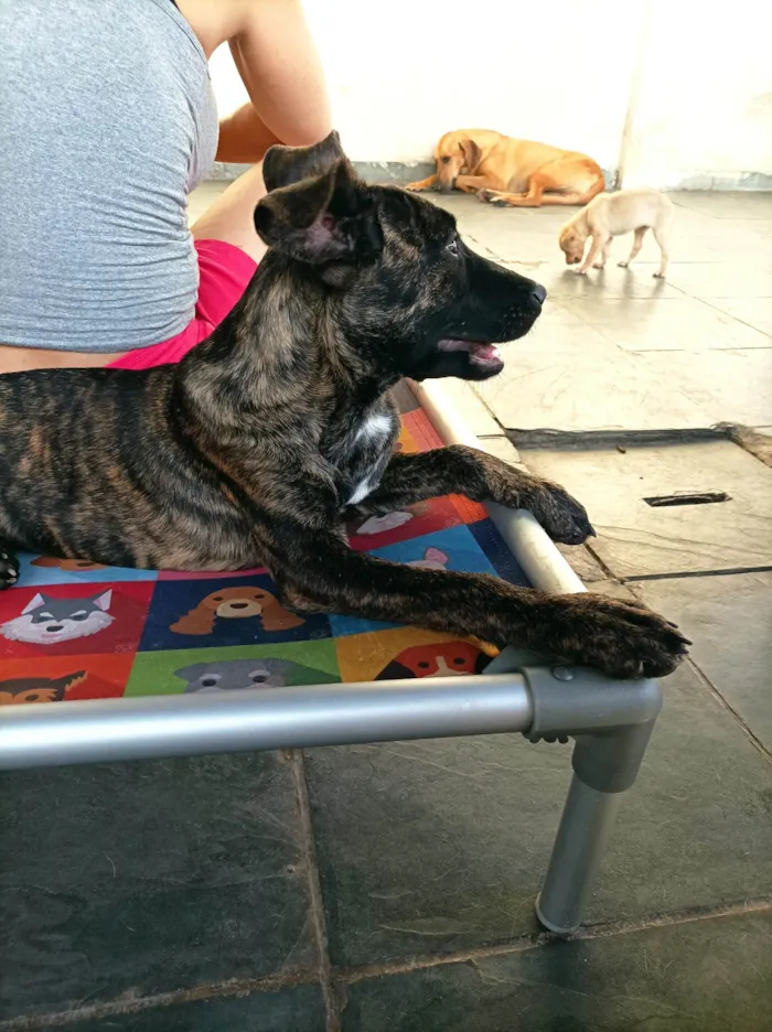 Cachorro raça SRD-ViraLata idade 2 a 6 meses nome Matilda 