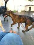 Cachorro raça SRD-ViraLata idade 2 a 6 meses nome Matilda 