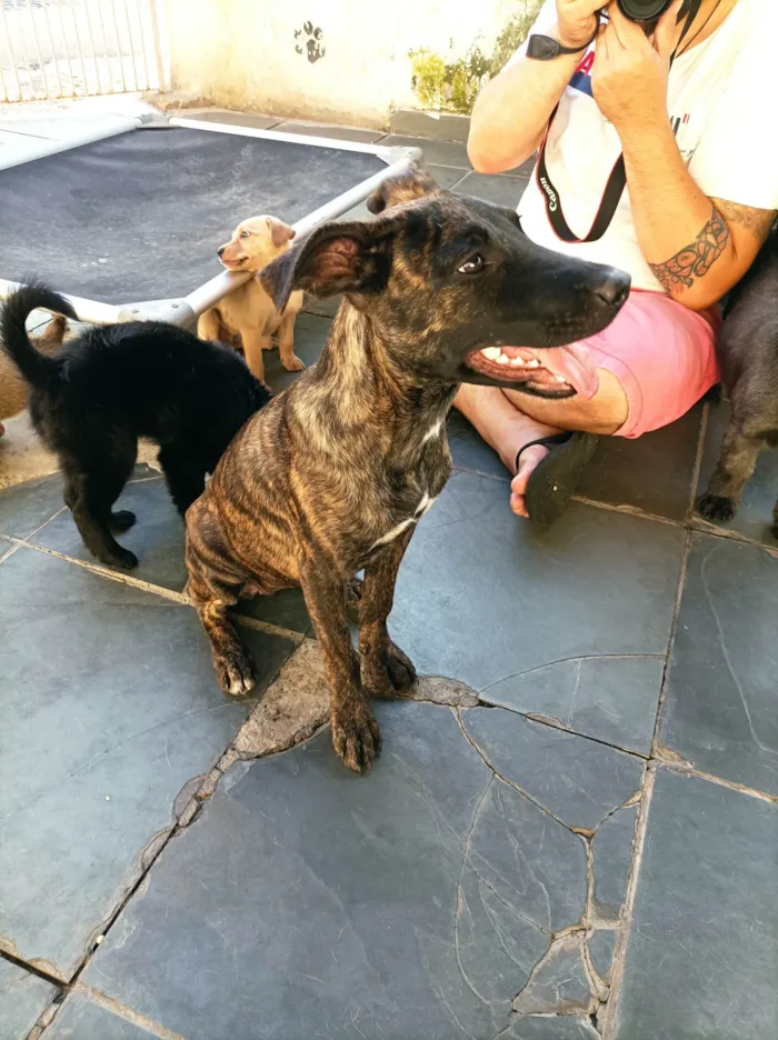 Cachorro raça SRD-ViraLata idade 2 a 6 meses nome Matilda 