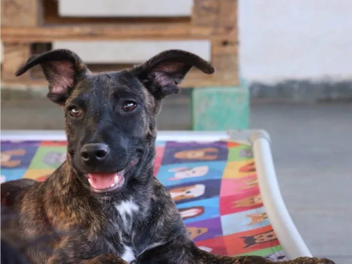 Cachorro raça SRD-ViraLata idade 2 a 6 meses nome Matilda 