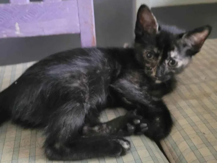 Gato raça SRD-ViraLata idade 2 a 6 meses nome Sem nome