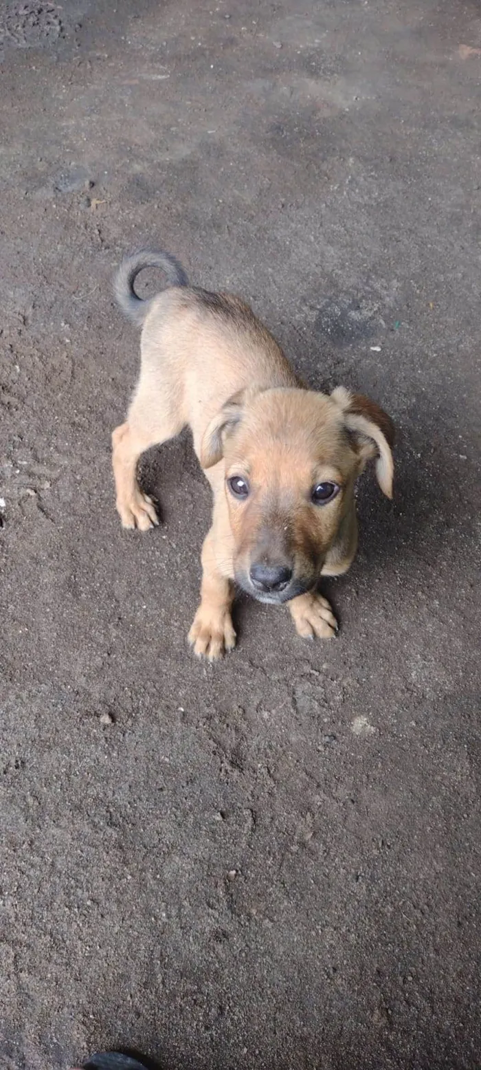 Cachorro raça SRD-ViraLata idade 2 a 6 meses nome Sem nome 