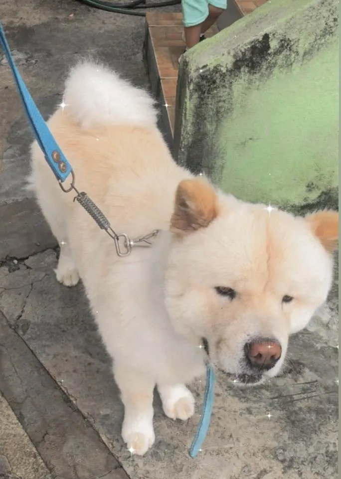 Cachorro raça Chow Chow idade 1 ano nome Hagnar