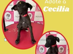 Cachorro raça SRD idade 2 a 6 meses nome Cecilia 