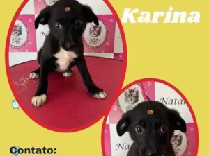 Cachorro raça SRD idade 2 a 6 meses nome Karina 