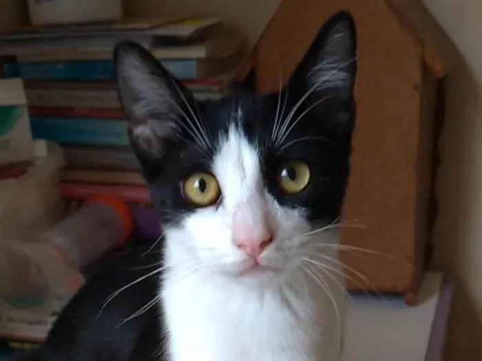 Gato ra a srd frajolinha  idade 2 a 6 meses nome ULLY