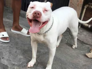 Cachorro raça Pit-Bull idade 3 anos nome Pandora 