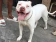 Cachorro raça Pit-Bull idade 3 anos nome Pandora 