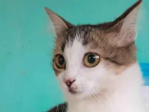Gato raça SRD-ViraLata idade 2 a 6 meses nome Dalila