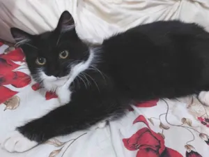 Gato raça  idade 2 a 6 meses nome Gatinha