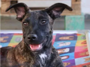 Cachorro raça SRD-ViraLata idade 2 a 6 meses nome Matilda 