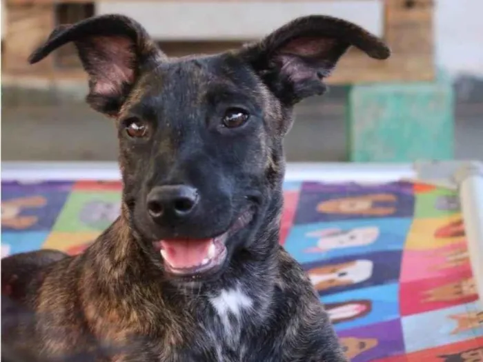 Cachorro raça SRD-ViraLata idade 2 a 6 meses nome Matilda 