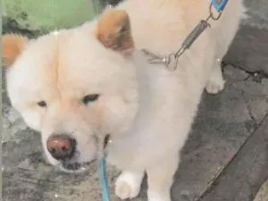 Cachorro raça Chow Chow idade 1 ano nome Hagnar