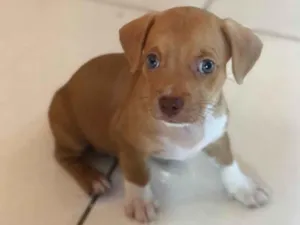 Cachorro raça Pinscher idade 2 a 6 meses nome pipoca