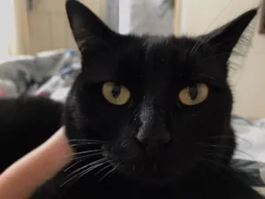 Gato raça SRD-ViraLata idade 3 anos nome SELINA