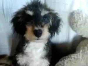 Cachorro raça SRD-ViraLata idade 2 a 6 meses nome Eros