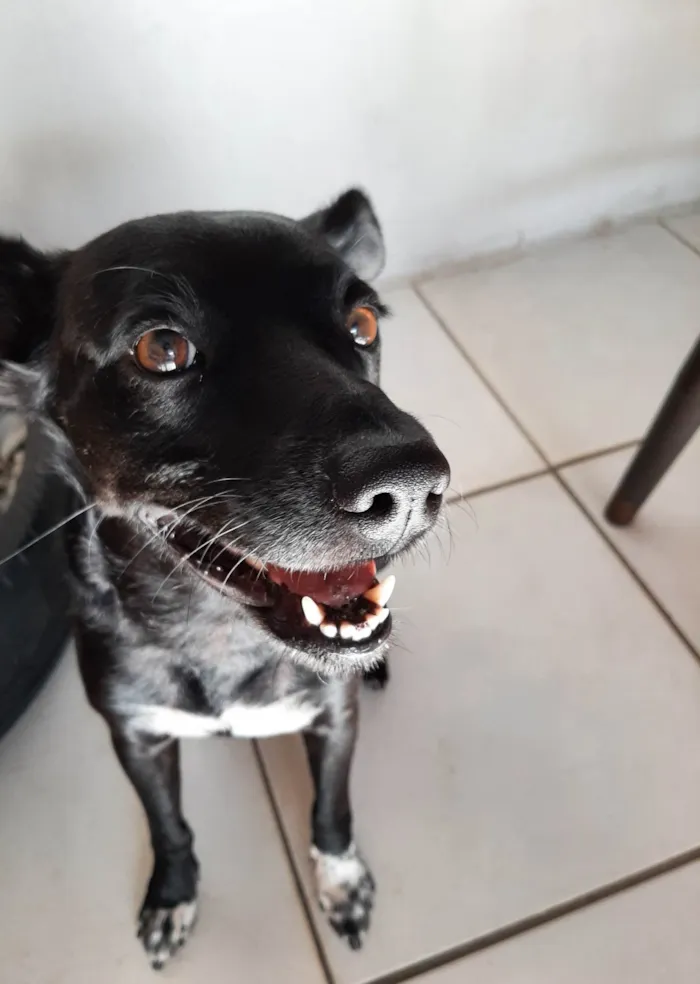 Cachorro ra a SRD-ViraLata idade 1 ano nome Lui