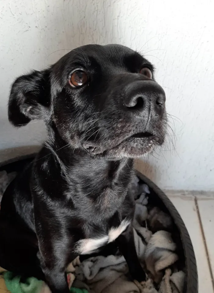 Cachorro ra a SRD-ViraLata idade 1 ano nome Lui