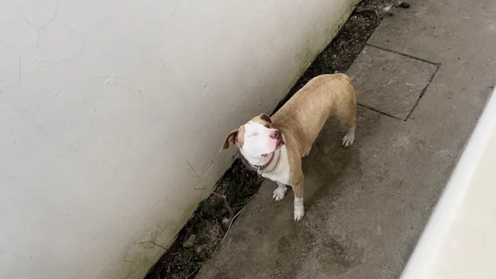 Cachorro ra a Pit-Bull idade 2 anos nome Cresi 