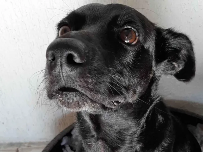 Cachorro ra a SRD-ViraLata idade 1 ano nome Lui