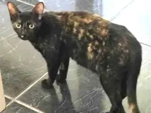 Gato raça SRD-ViraLata idade 1 ano nome BRENDA