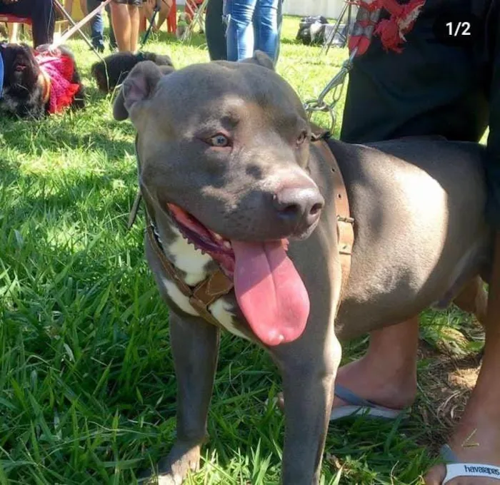 Cachorro ra a american staffordshire blue idade 4 anos nome Zeus